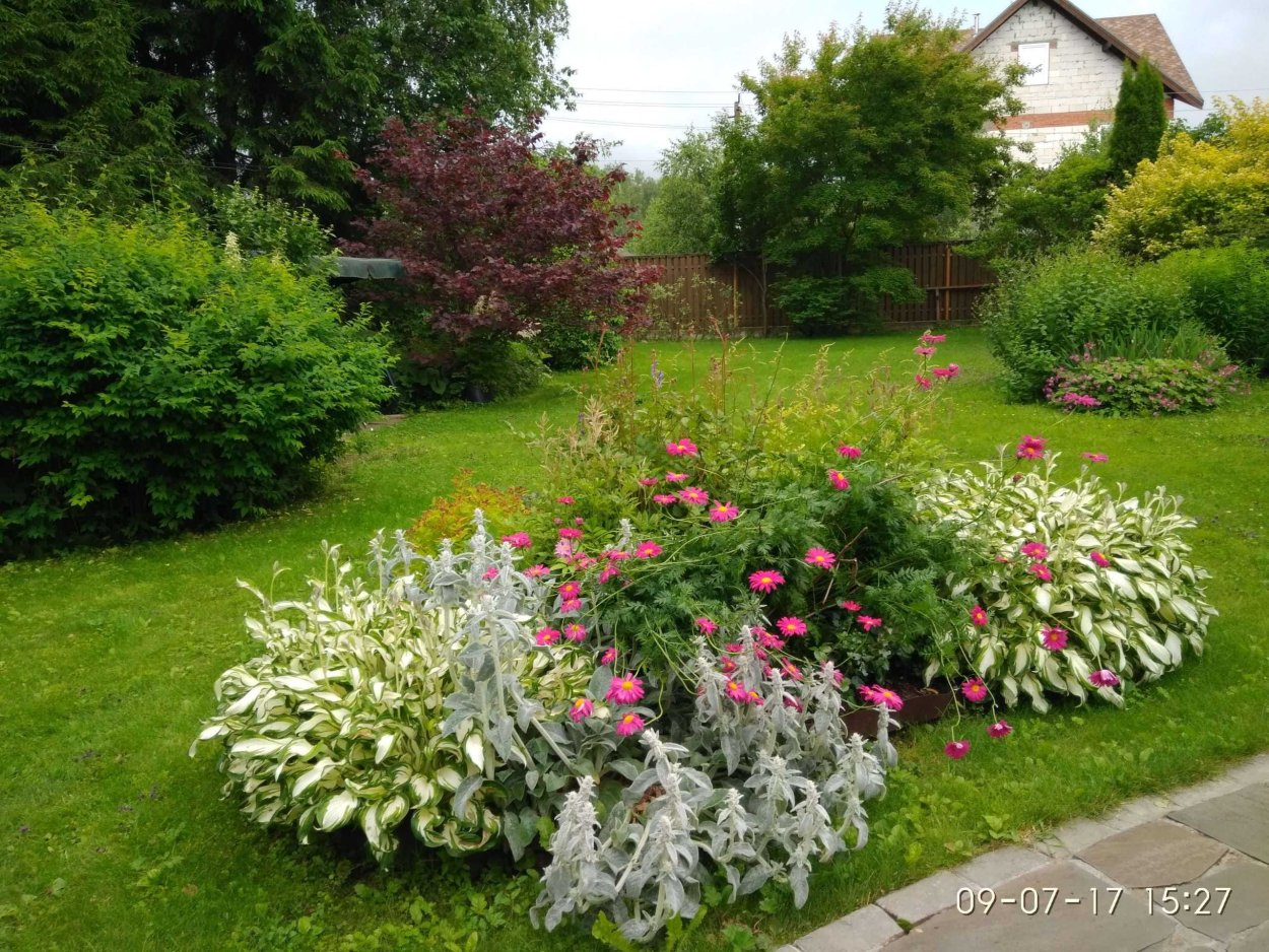 Спирея и Хоста