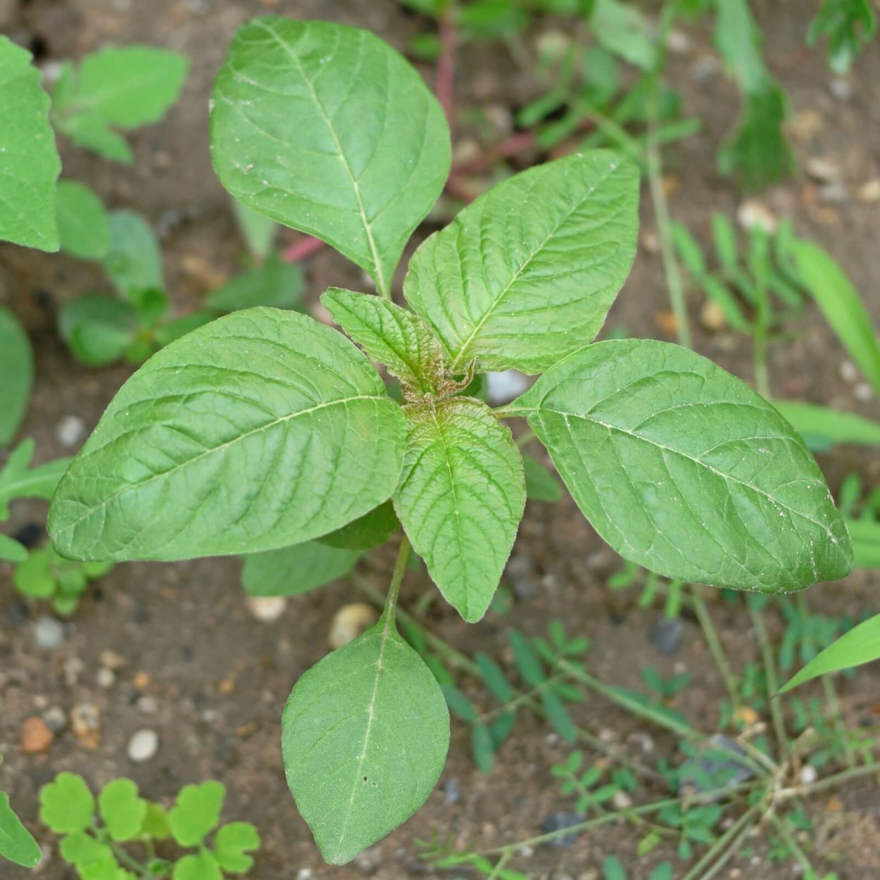 Щирица запрокинутая (Amaranthus retroflexus l.)