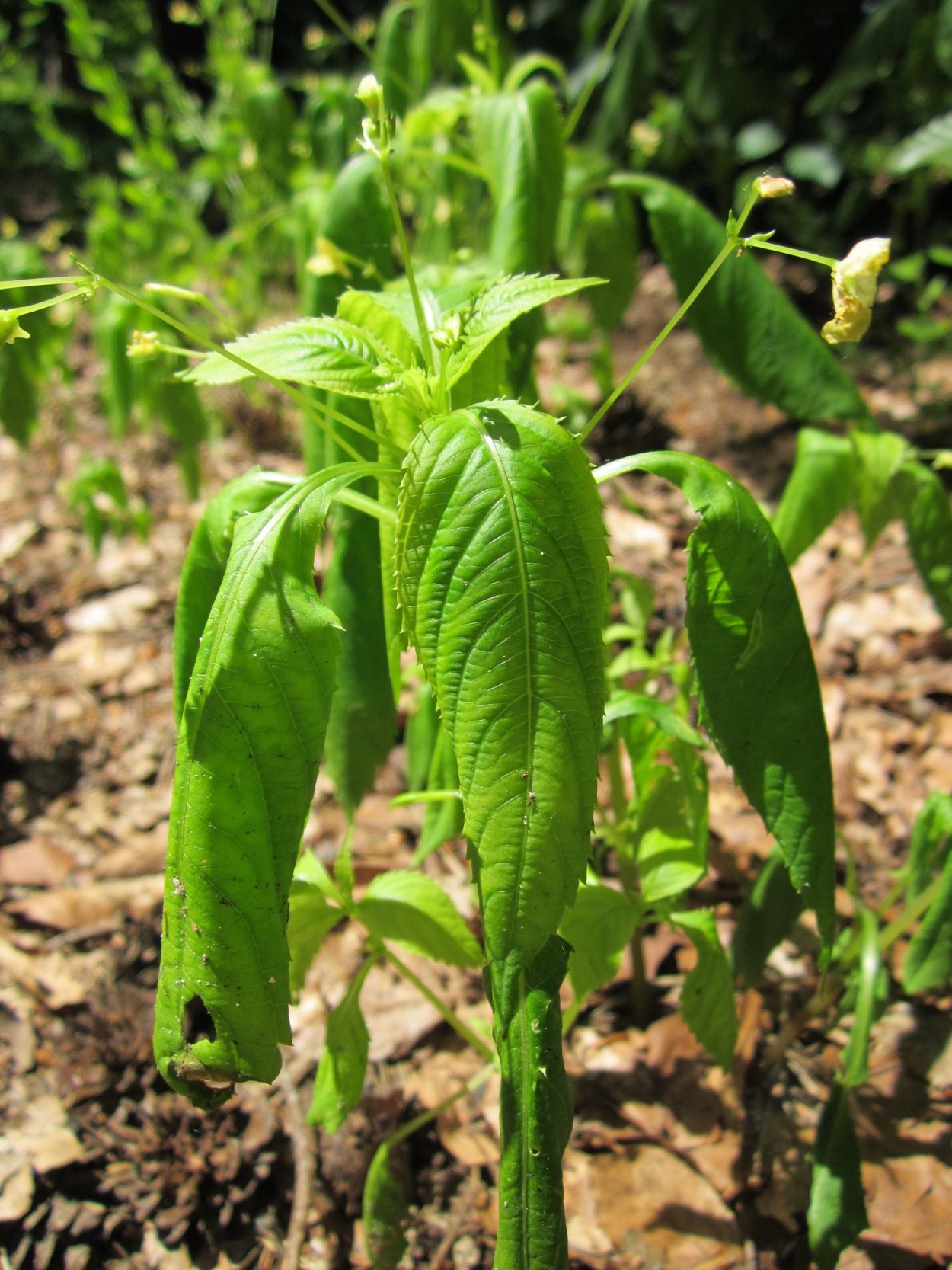 Однолетние сорные растения