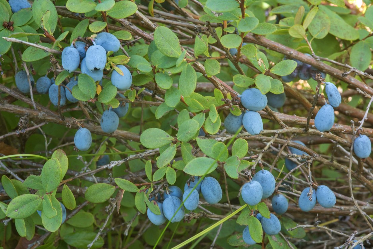 Голубика Лесная