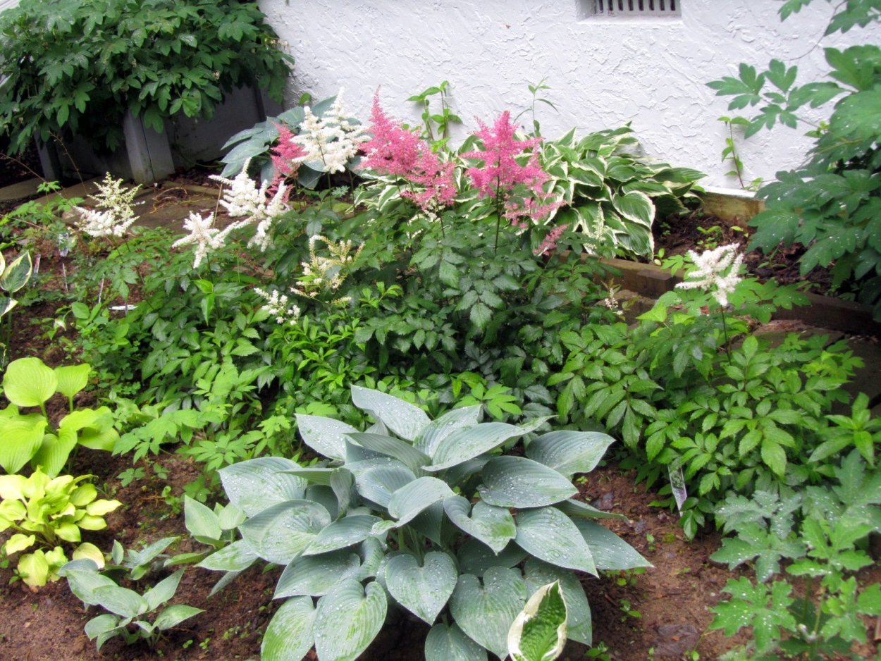 Астильба и Хоста