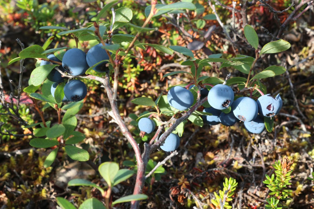 Голубика Лесная