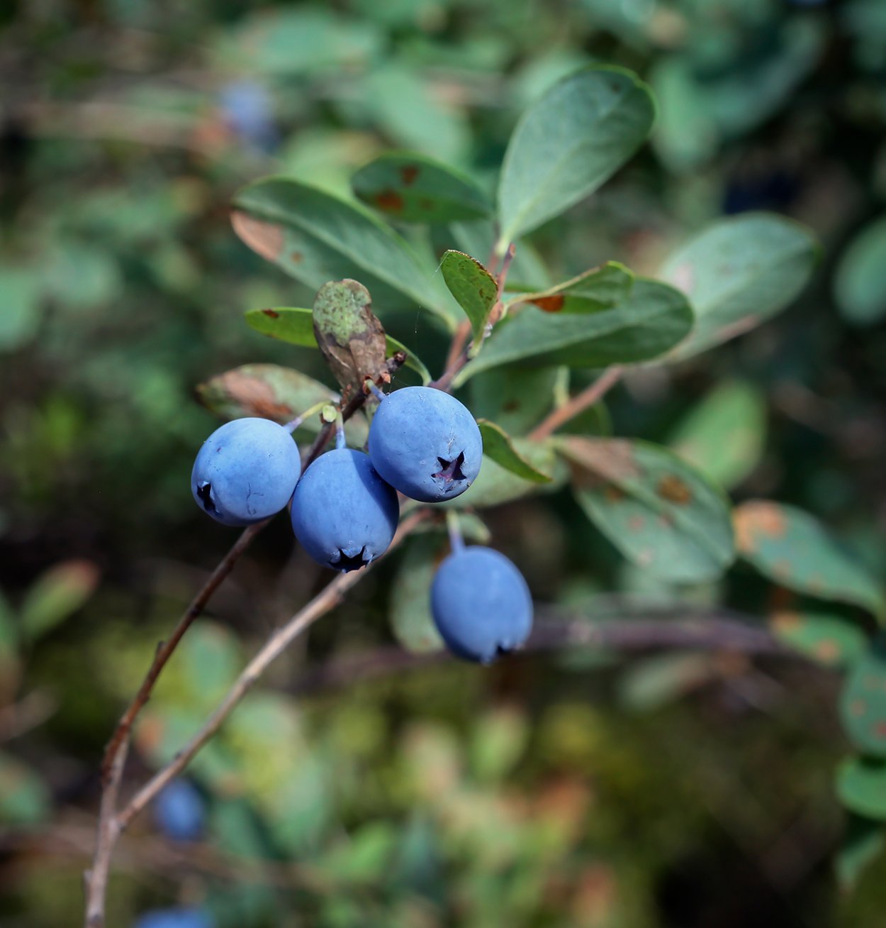 Vaccinium uliginosum голубика