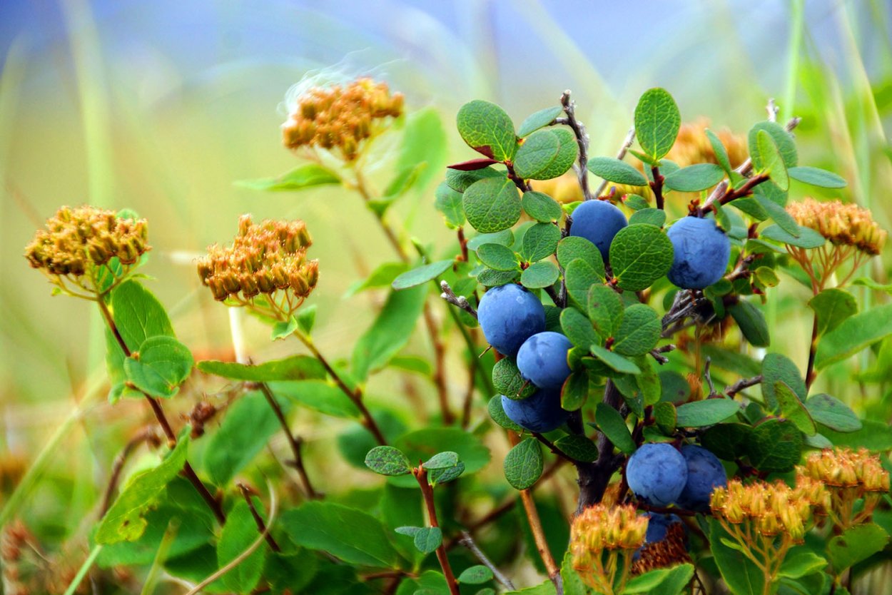 Голубика тифблю