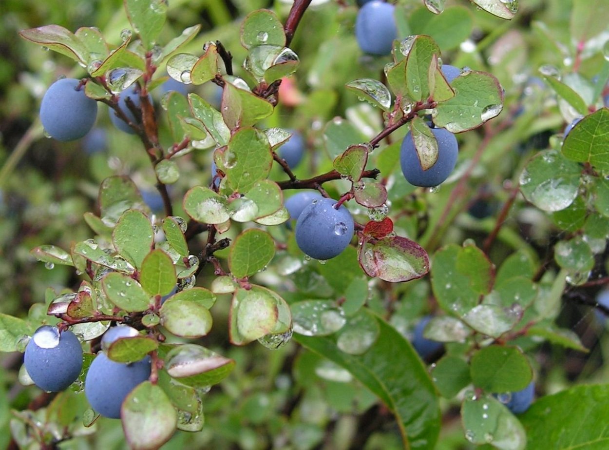 Голубика обыкновенная гонобобель