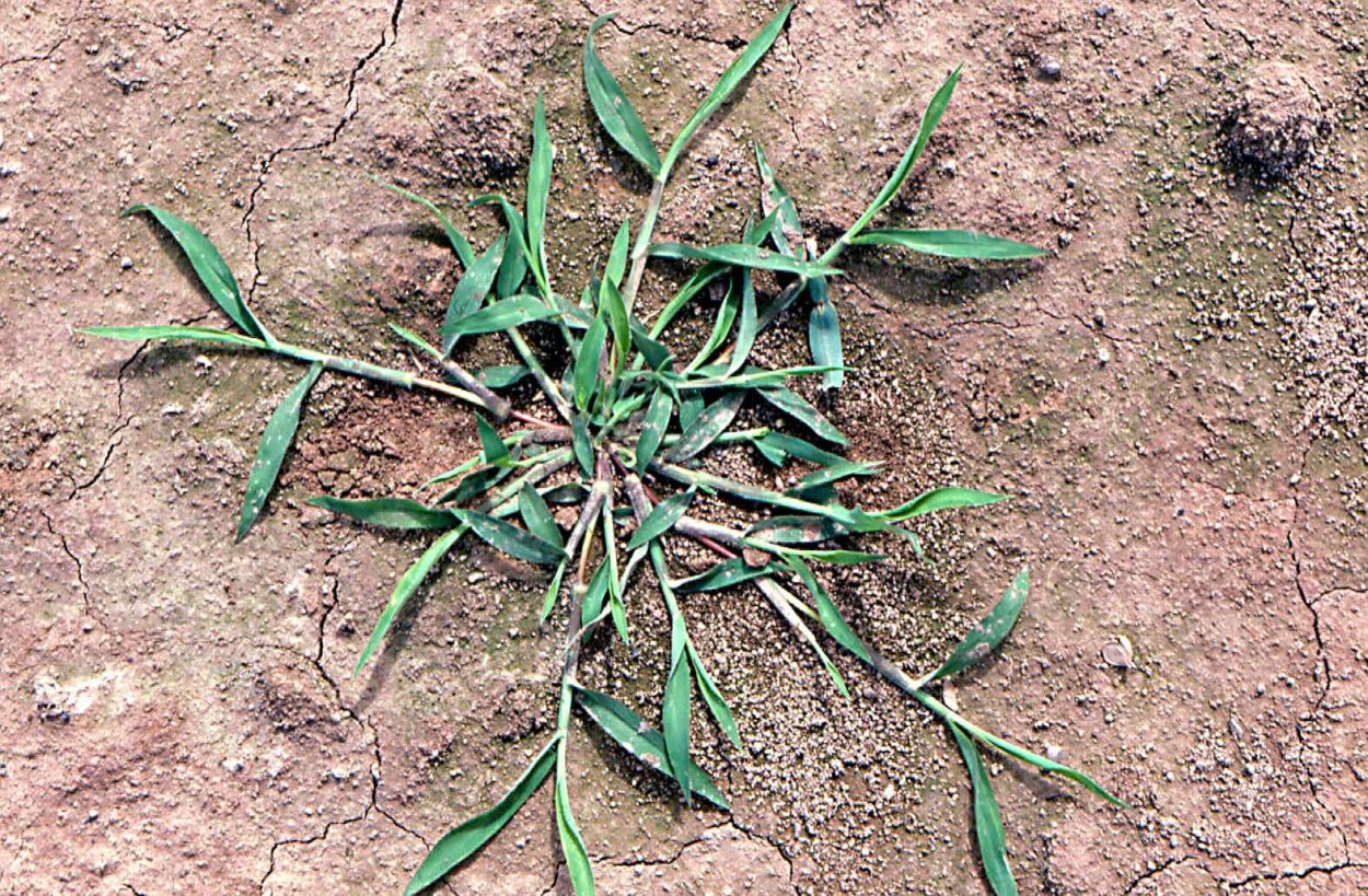 Росичка сорняк