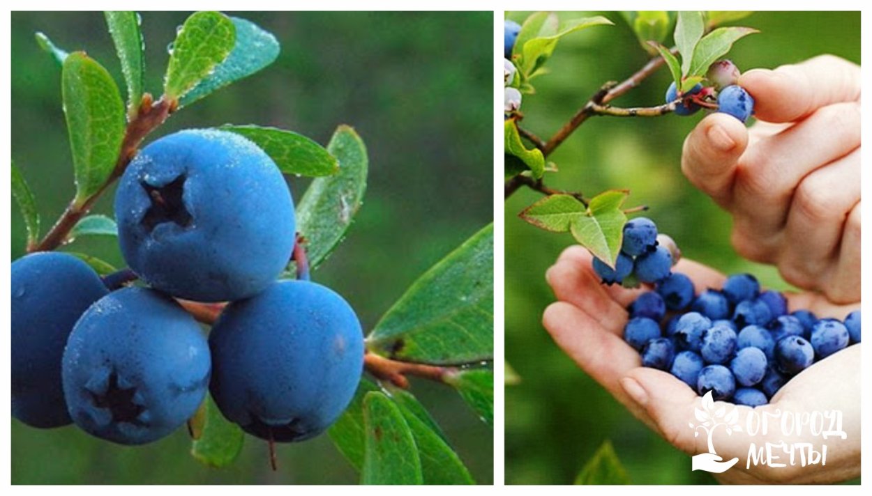 Лесная ягода гонобобель