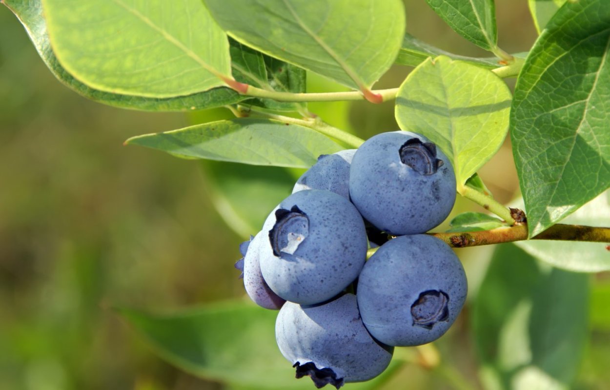 Голубика Алтайская