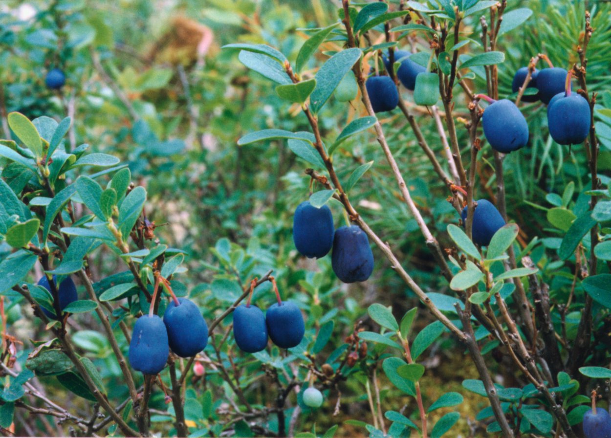 Ягода похожая на чернику