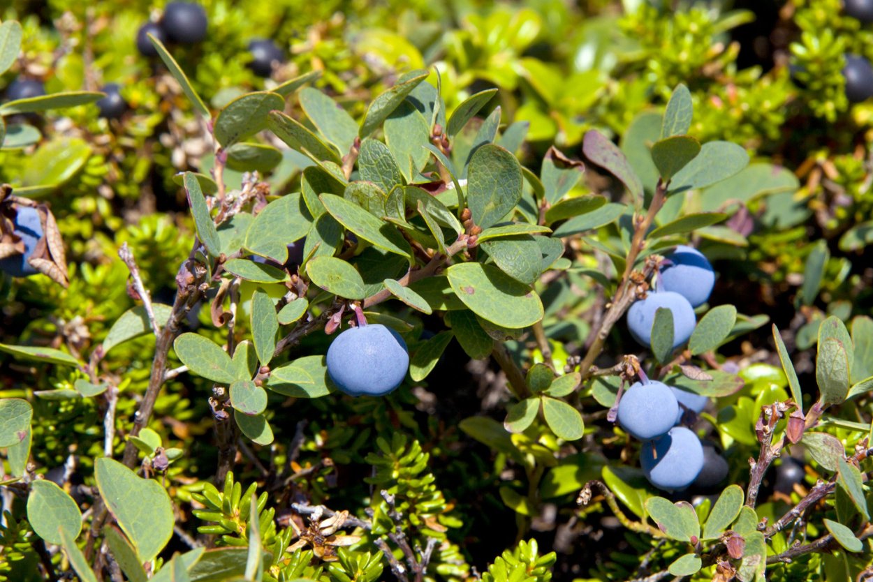 Голубика обыкновенная гонобобель