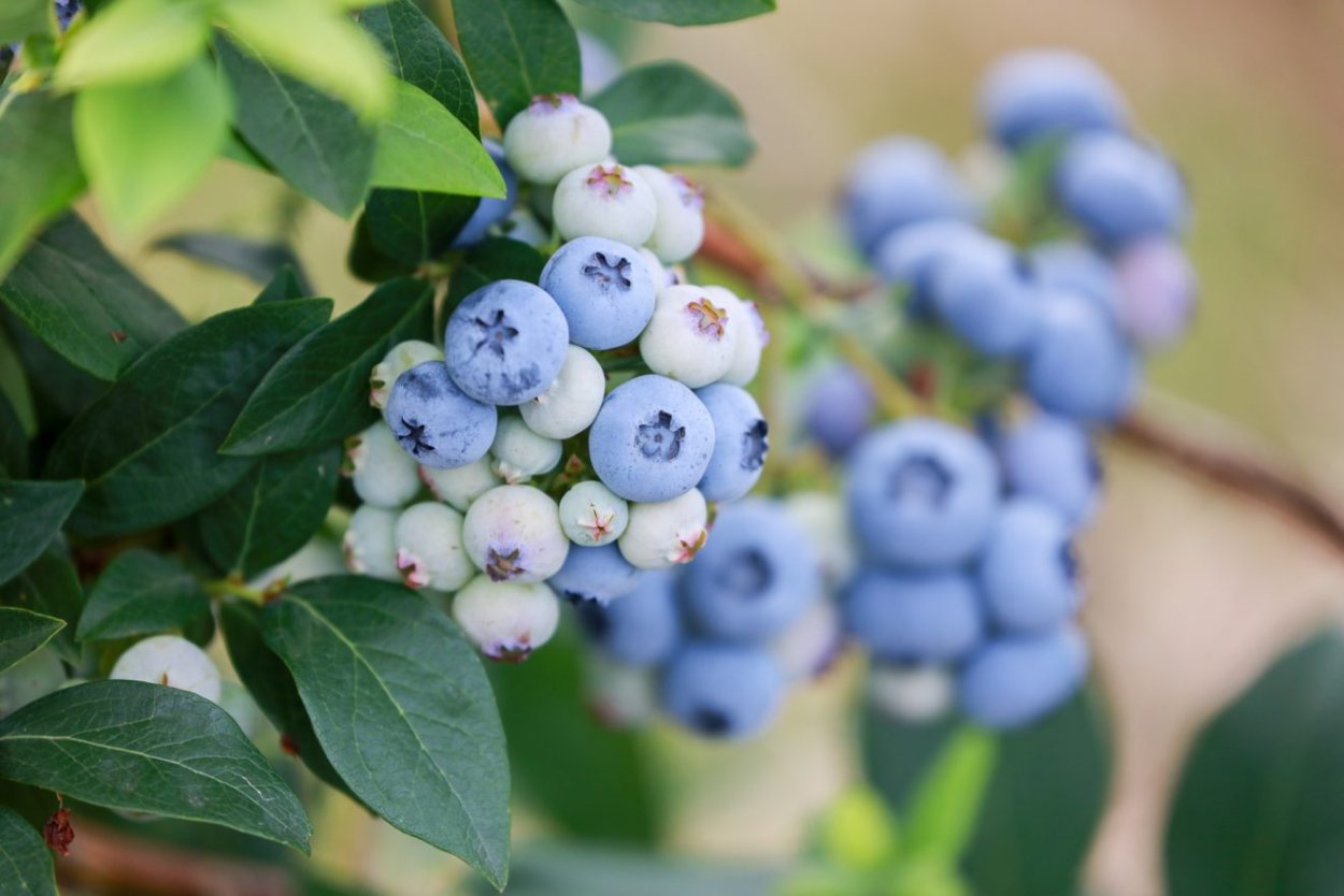 Черника и голубика кусты