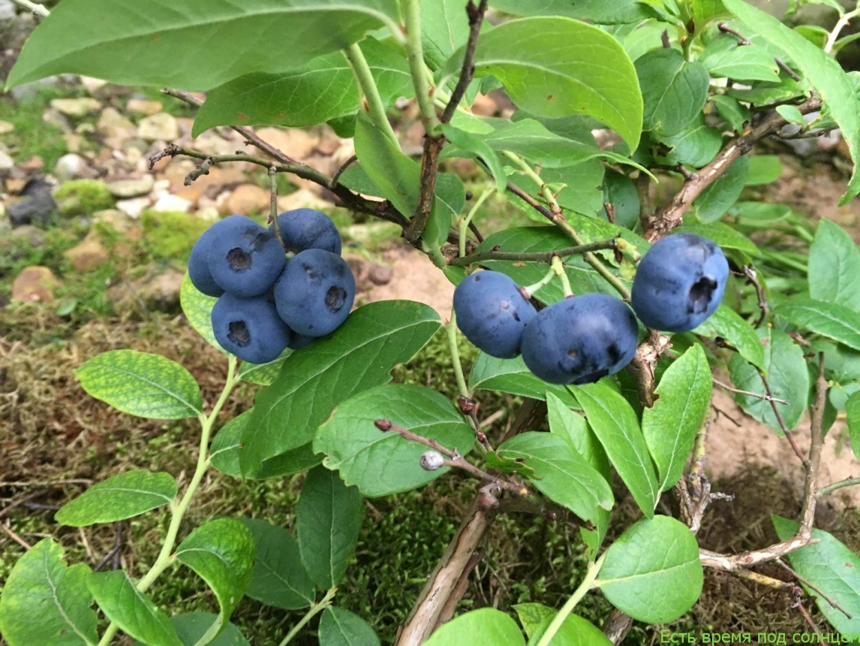 Ампельная черника