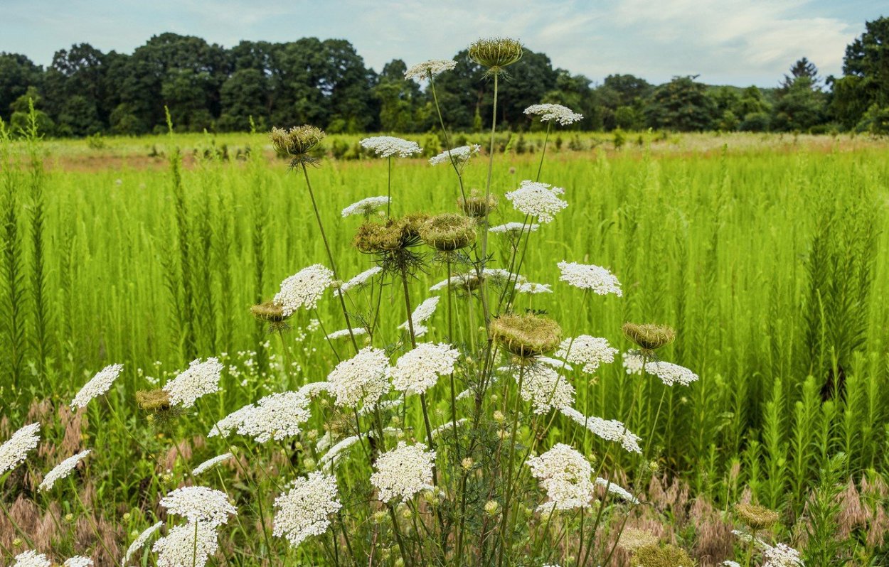 Полевые цветы