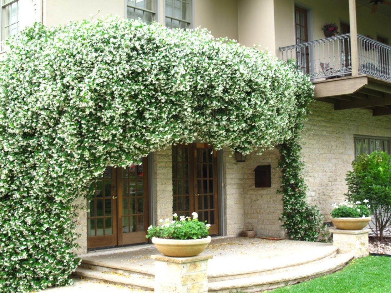 Жасмин ползучий