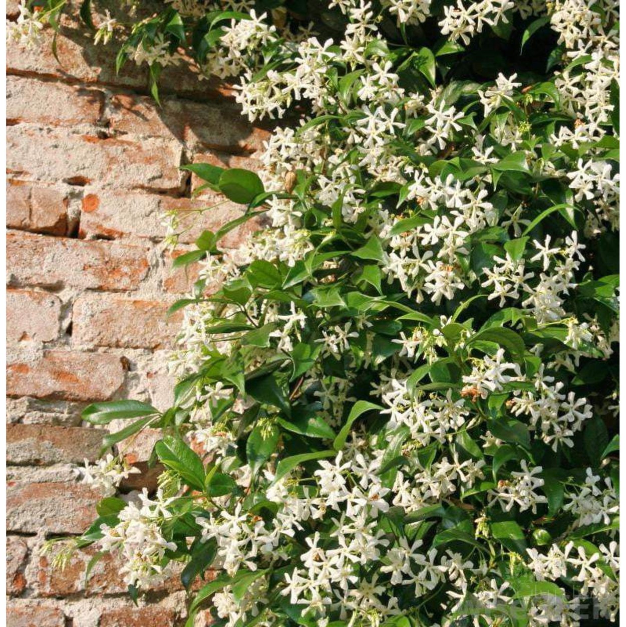 Jasminum officinale