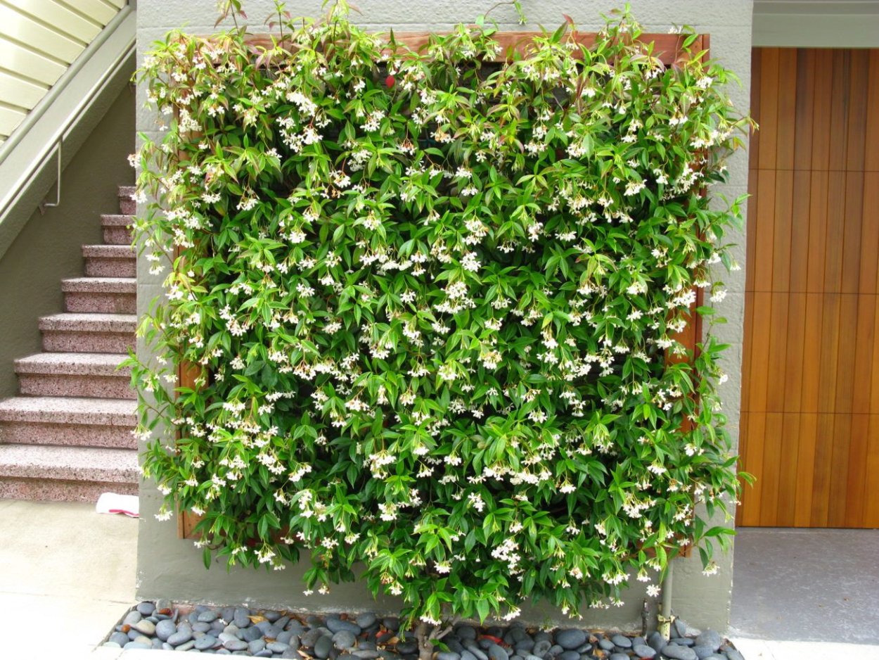 Ринкоспермум жасминовидный