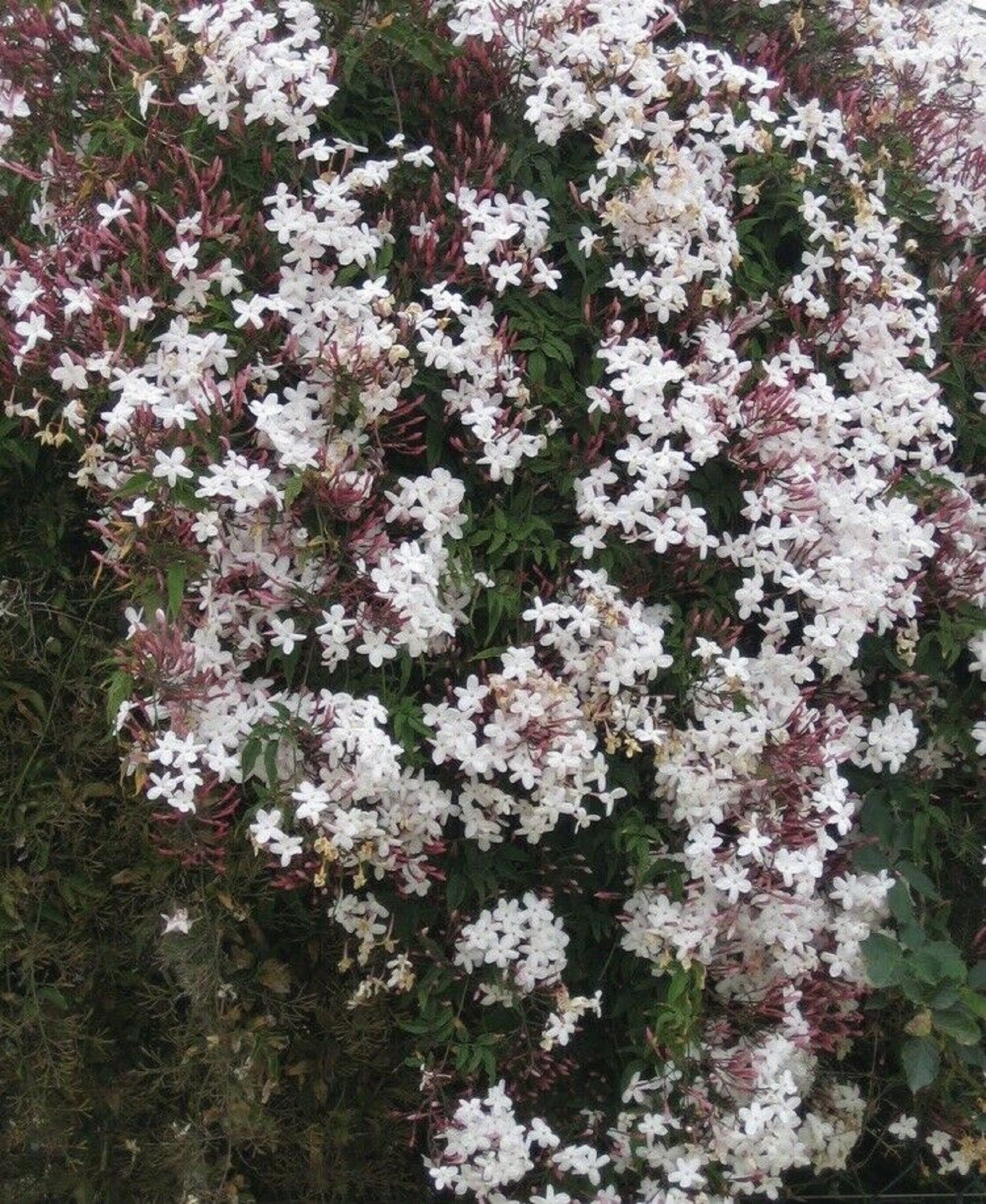 Жасмин мелкоцветковый розовый