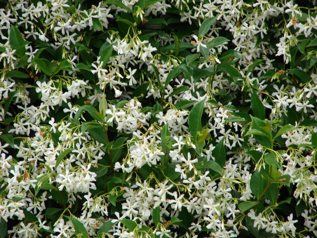Rhyncospermum jasminoides
