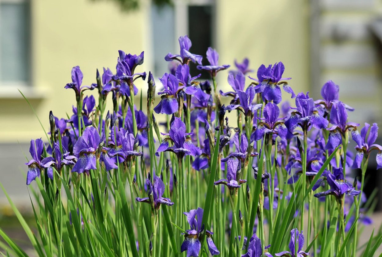 Ирис Луговой