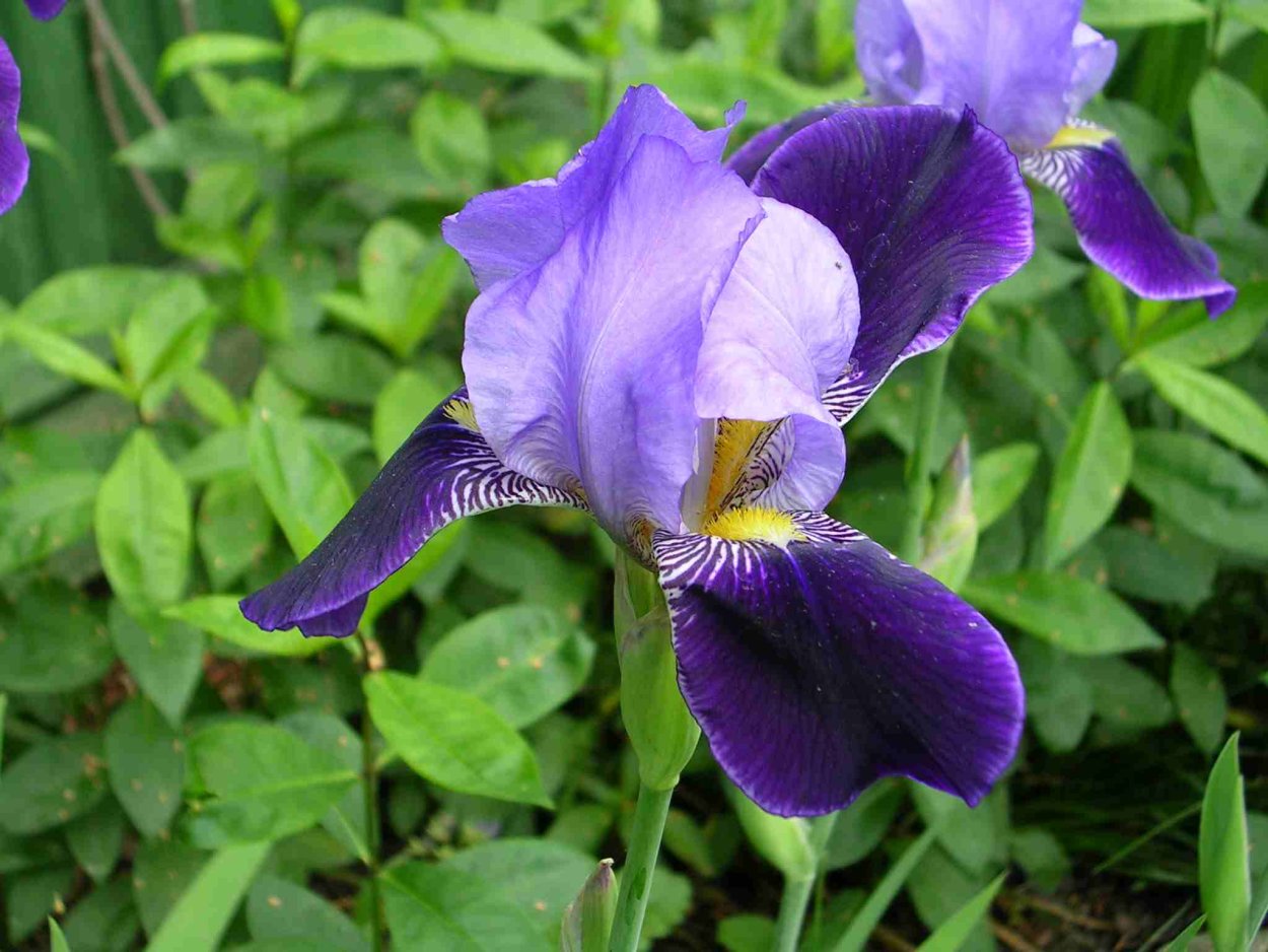 Ирис болотный фиолетовый