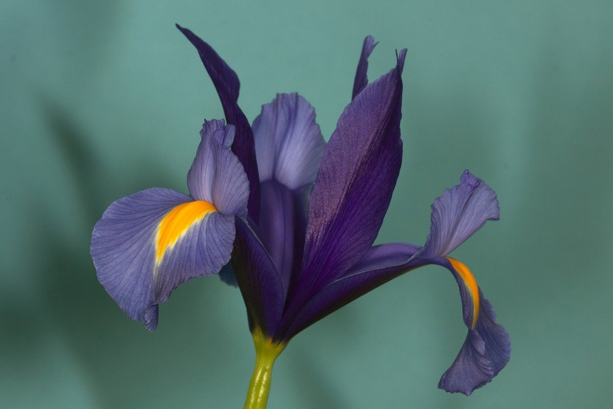 Ирис фиалковый