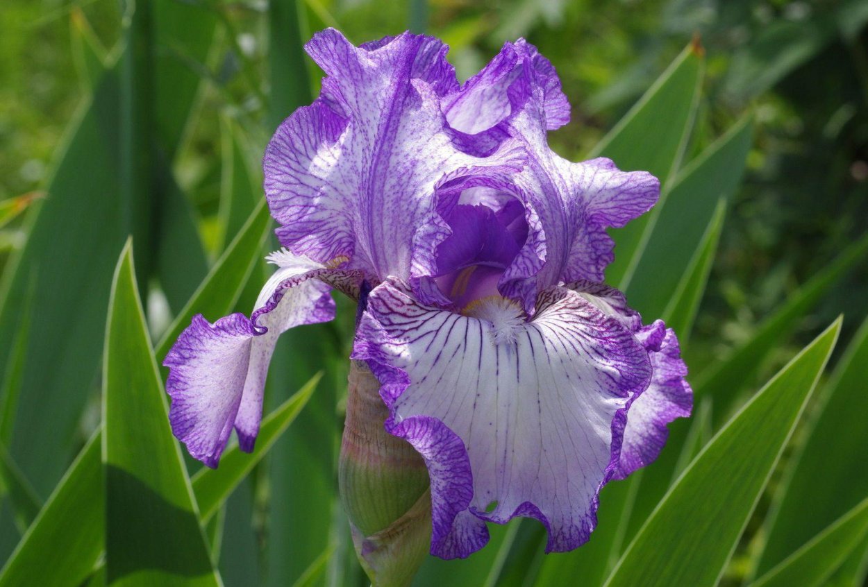 Ирис соул Мьюзик