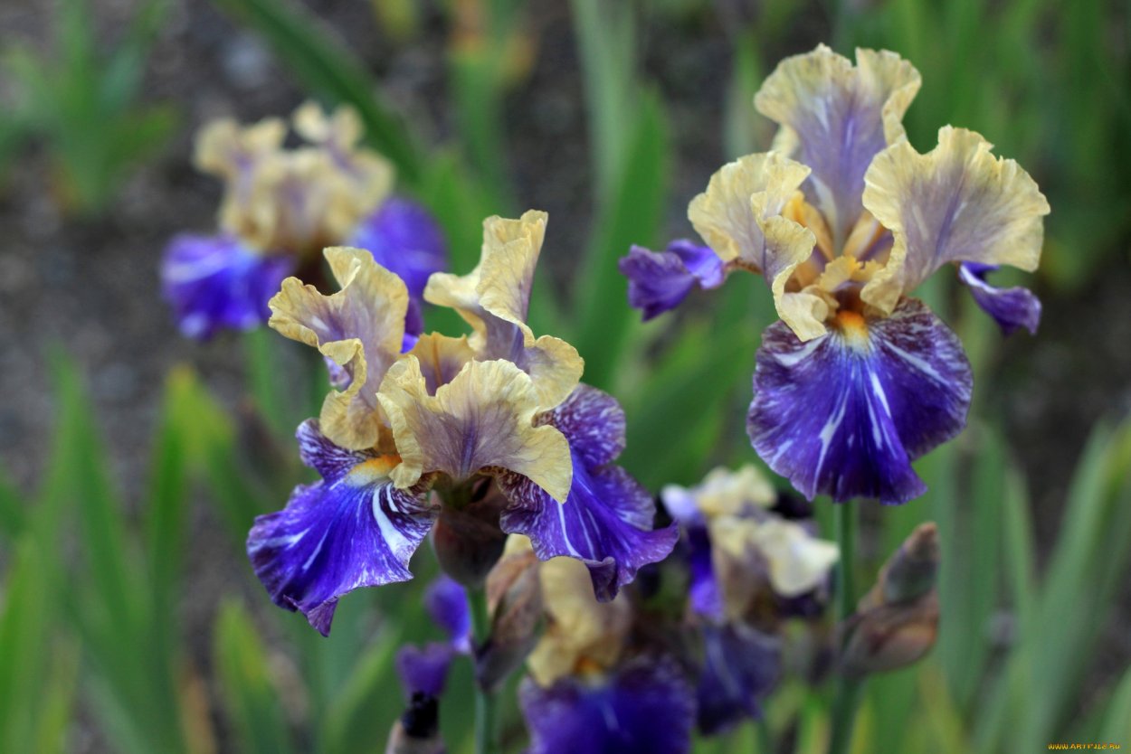 Ирис Purple Sensation