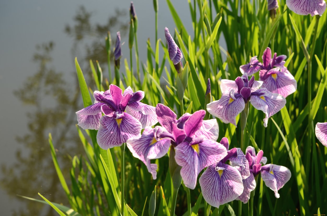 Ирис Сибирский болотный