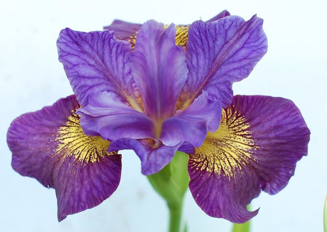 Ирис закрытый