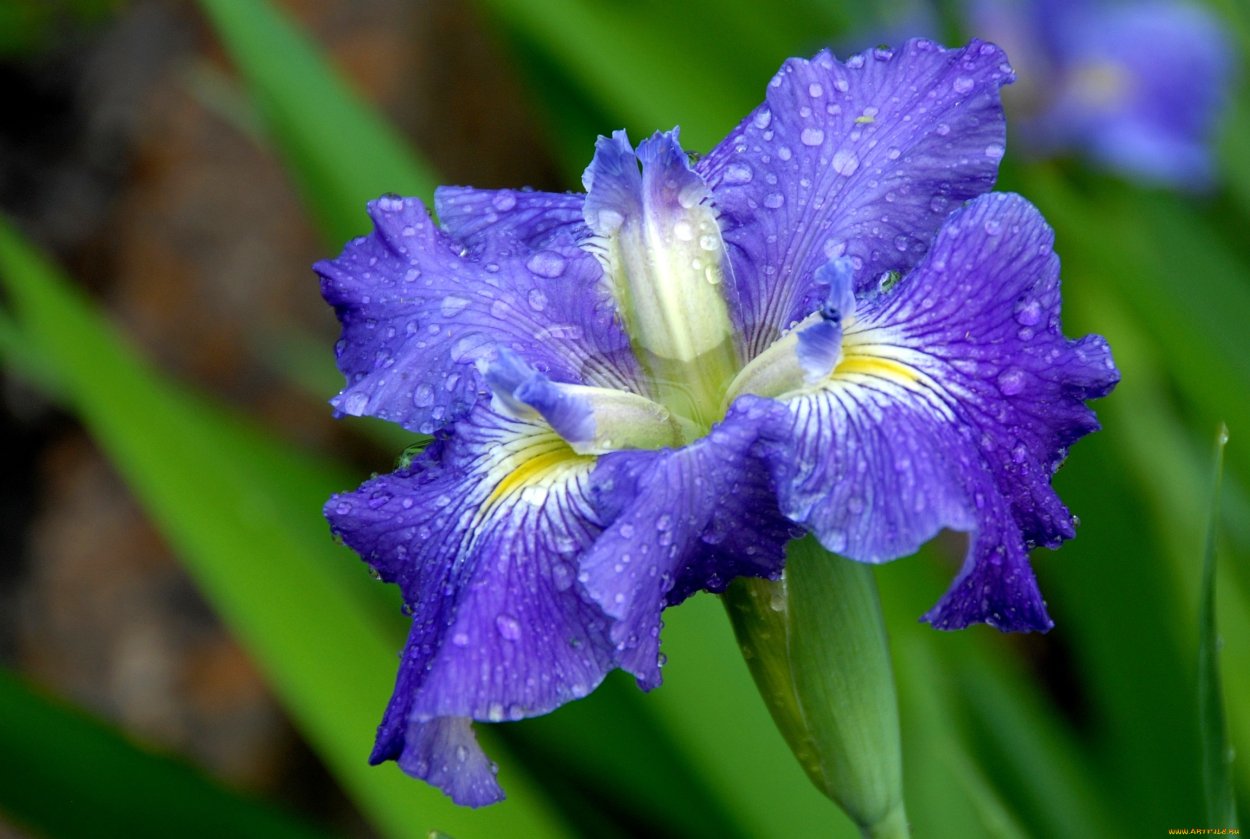 Ирис бородатый бургомистр