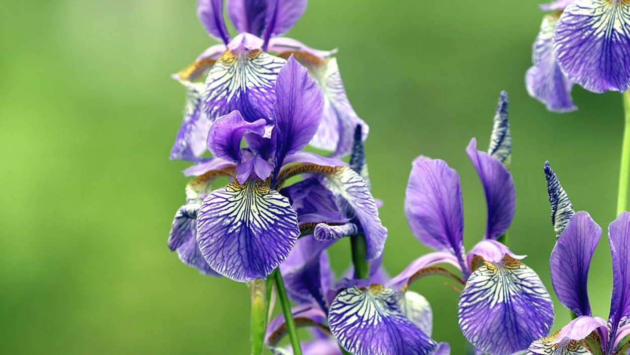 Ирис Касатик карликовый