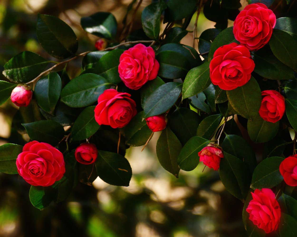 Миддлемист Камелия