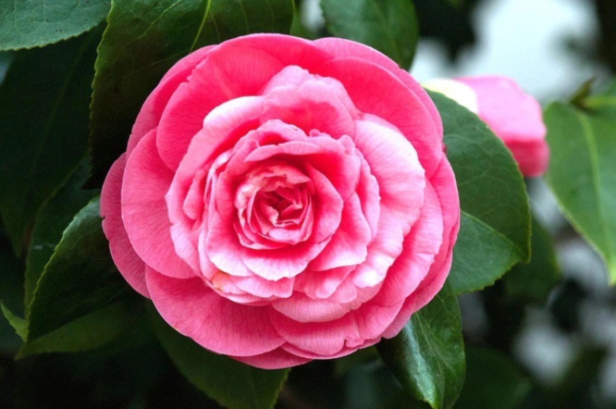 Миддлемист Камелия