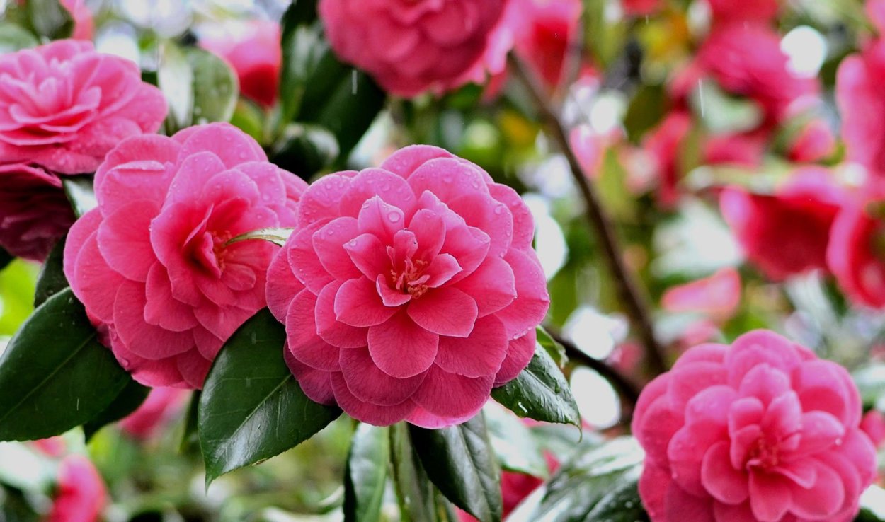 Миддлемист Камелия