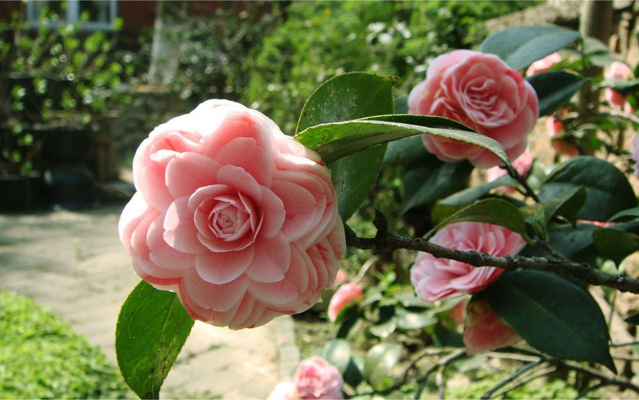 Миддлемист красный