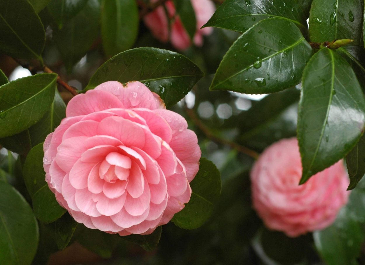 Камелия Camellia japonica