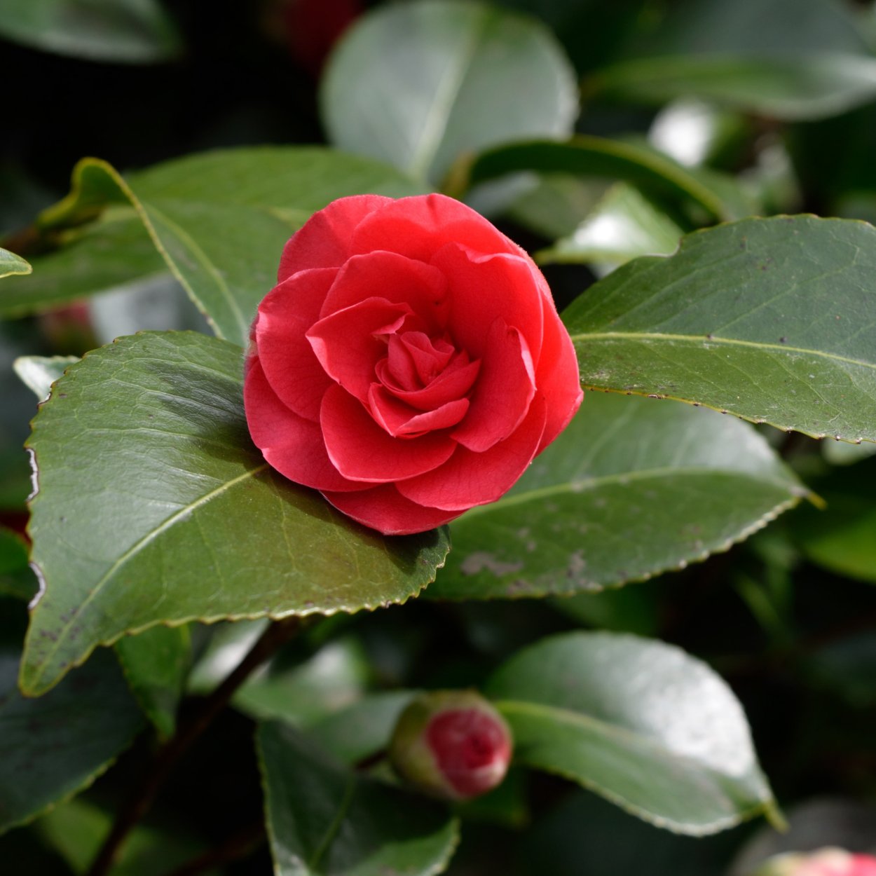 Миддлемист Камелия