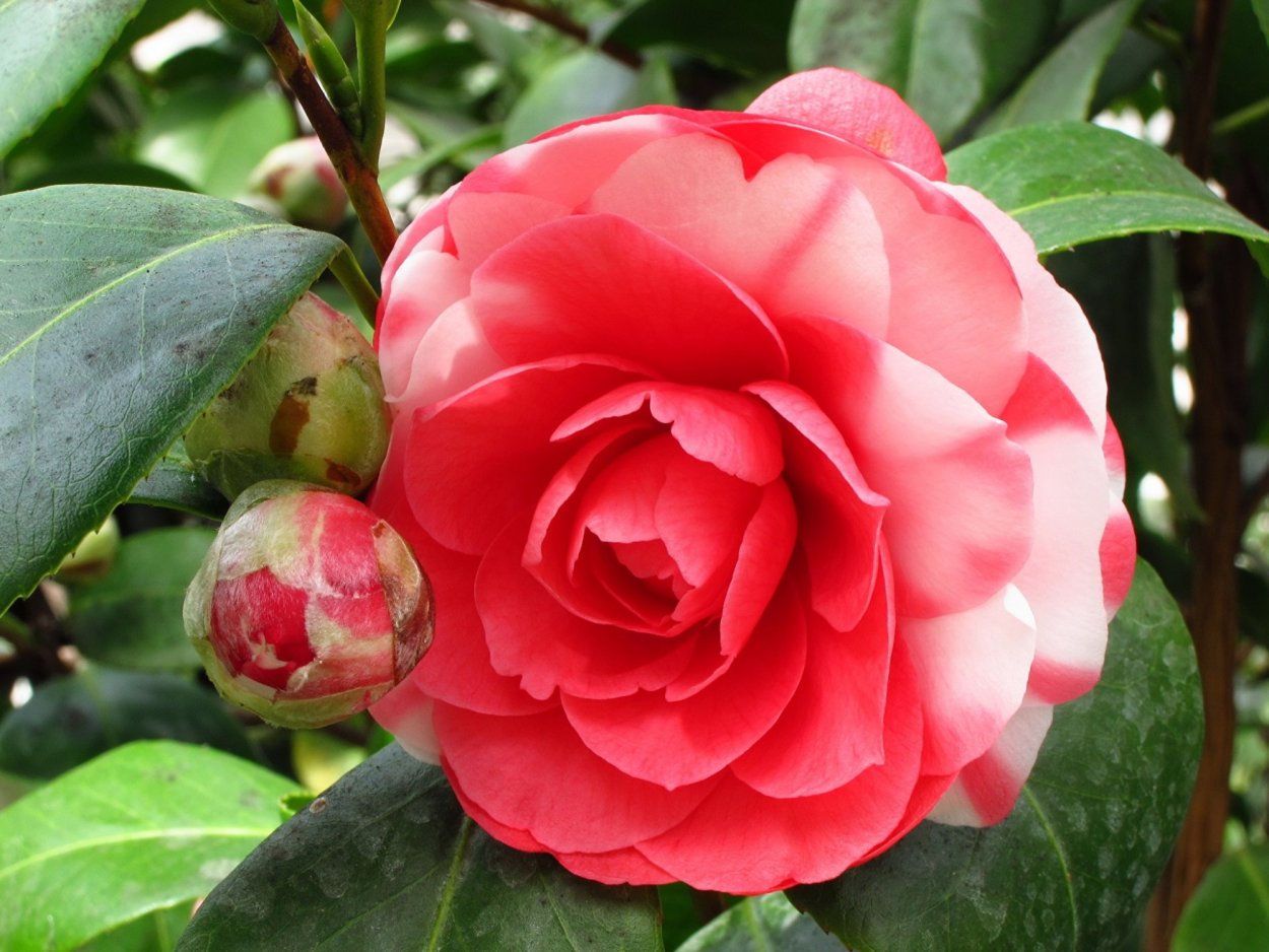 Роза Камелия