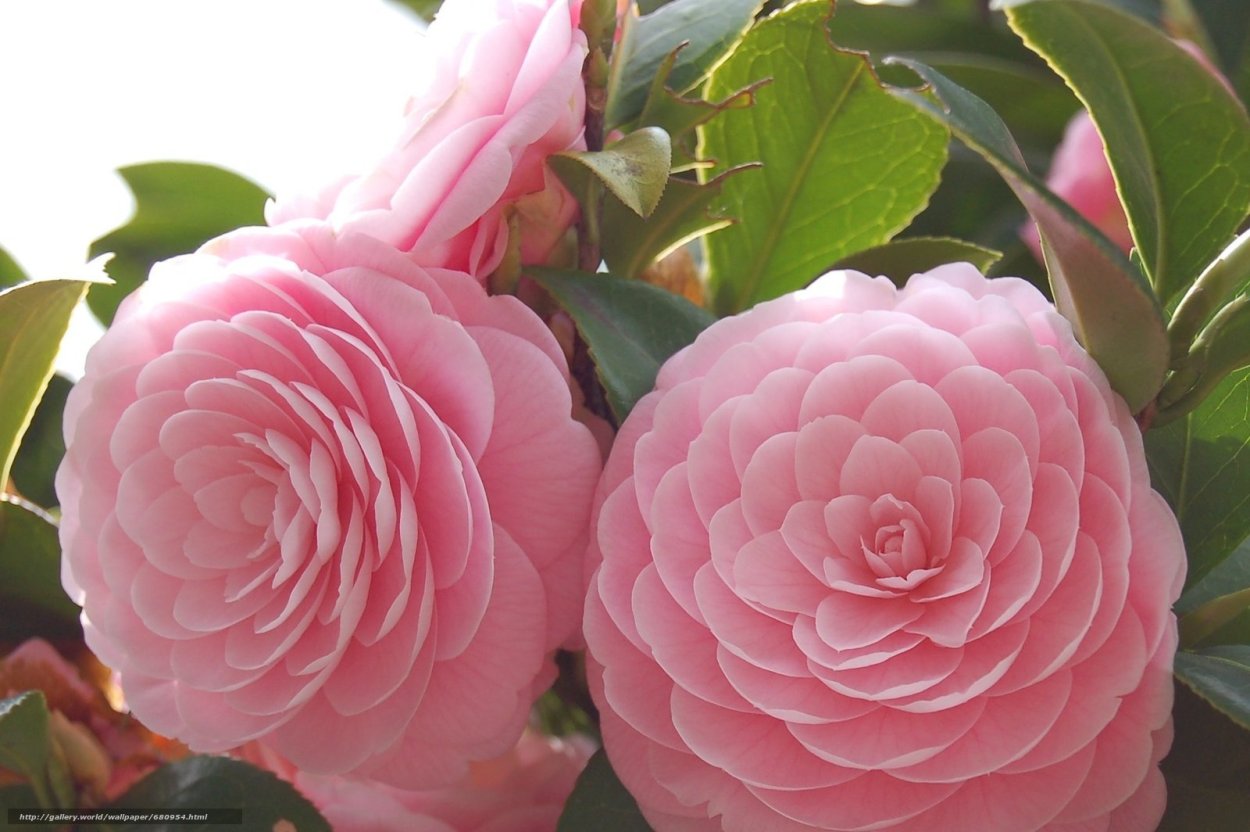 Камелия миддлберийская