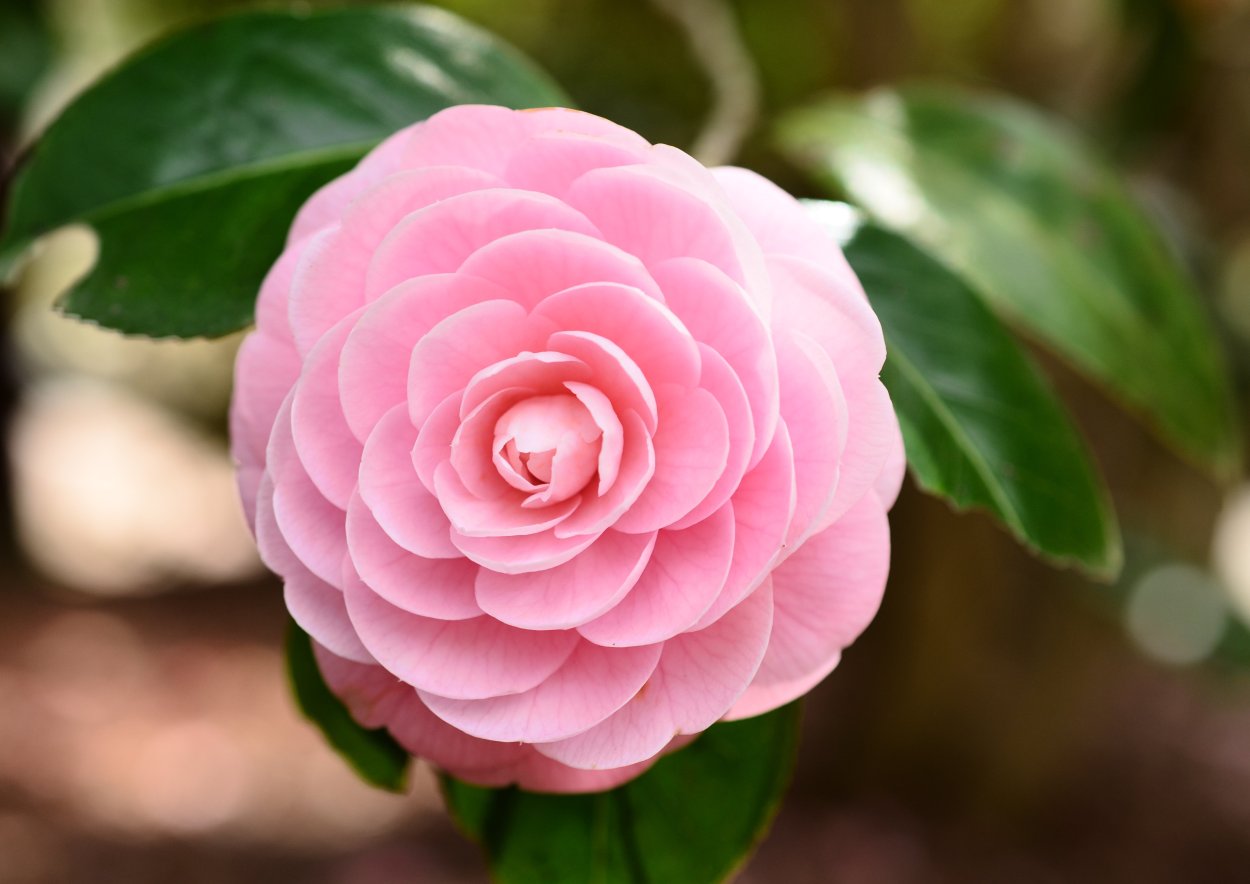 Камелия японская Camellia japonica