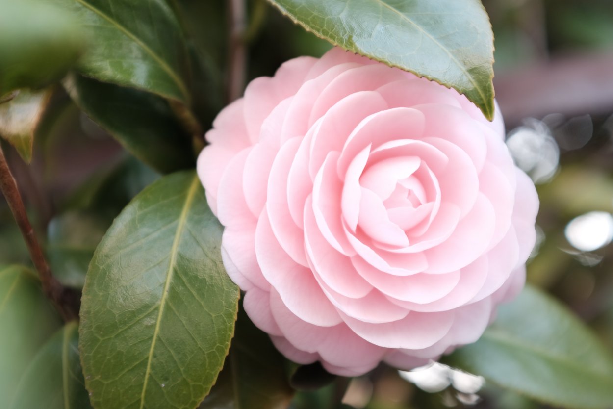 Роза Камелия