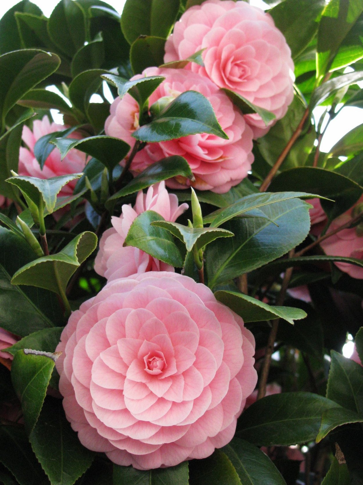 Красная Камелия