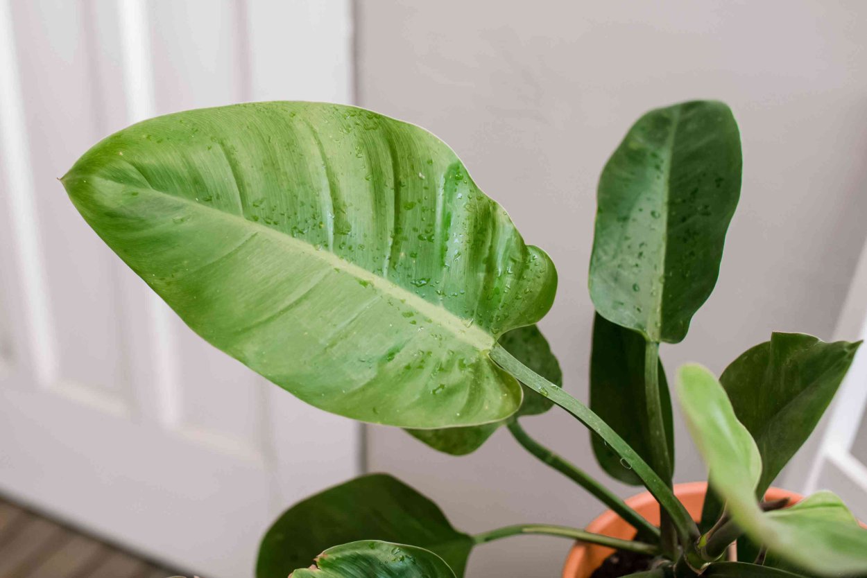 Филодендрон Lupinum