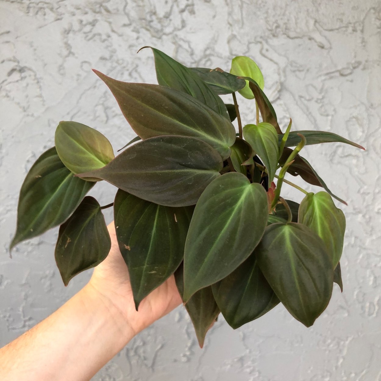 Филодендрон luxurians