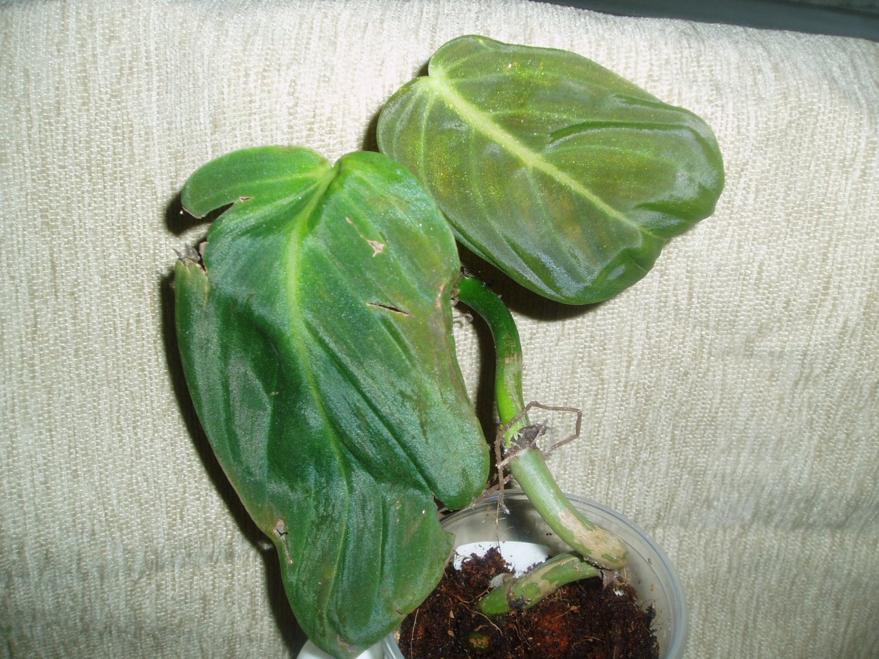 Филодендрон Вайт принцесс