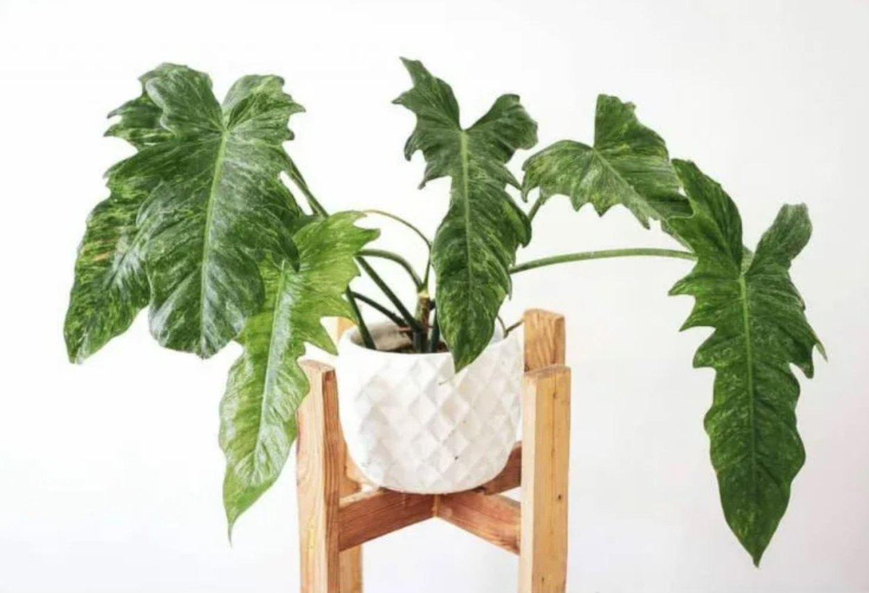 Филодендрон pastazanum