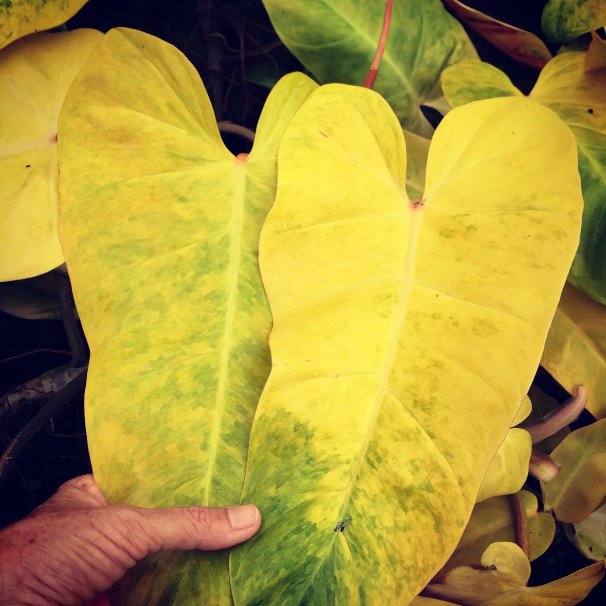 Филодендрон ред Андерсон