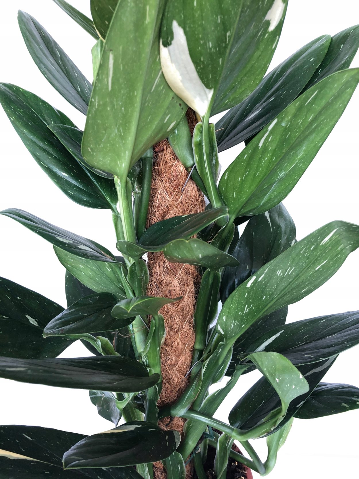 Филодендрон Florida Green