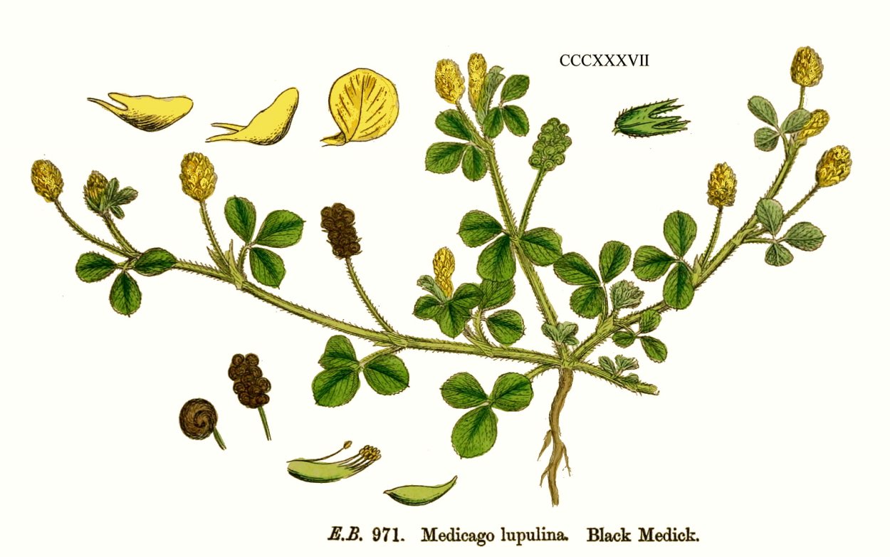 Люцерна хмелевидная гербарий