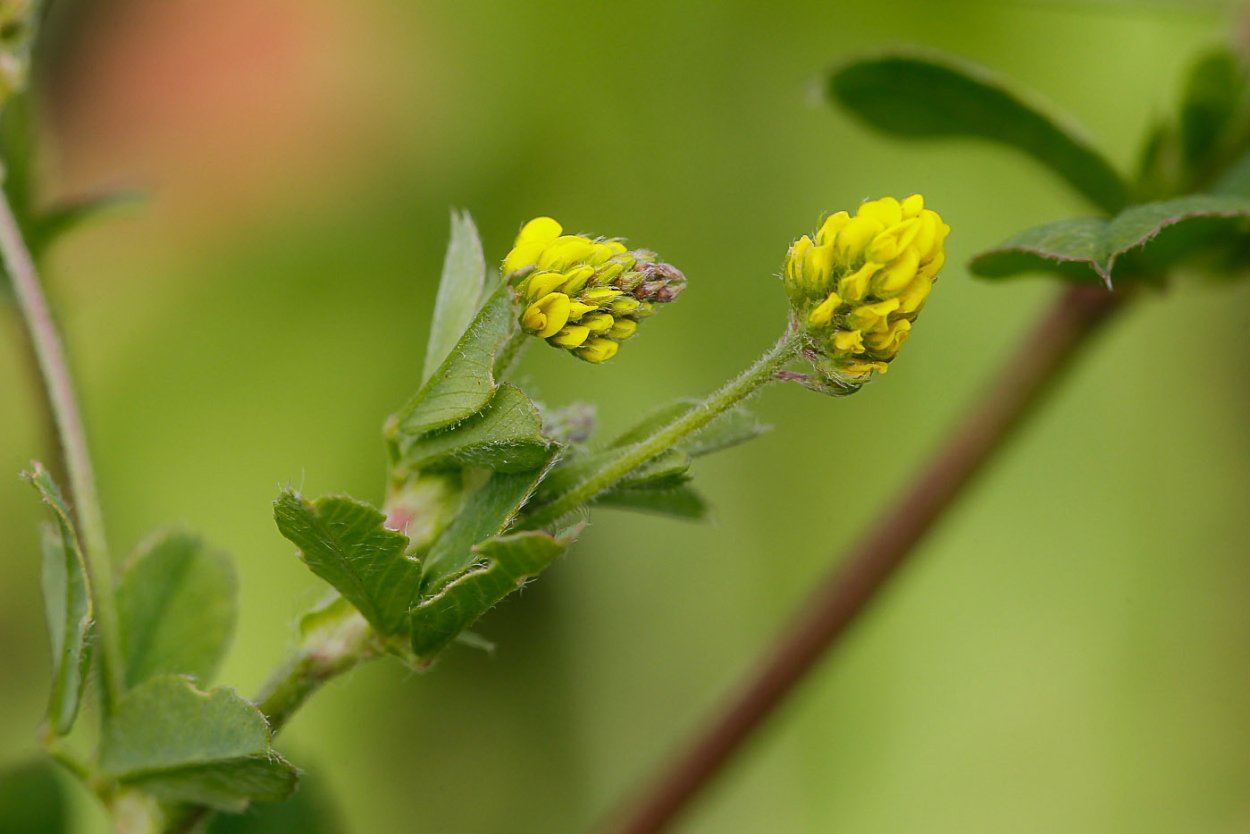 Люцерна хмелевидная (Medicago lupulina)